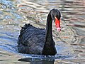 Black Swan (Cygnus atratus) RWD.jpg