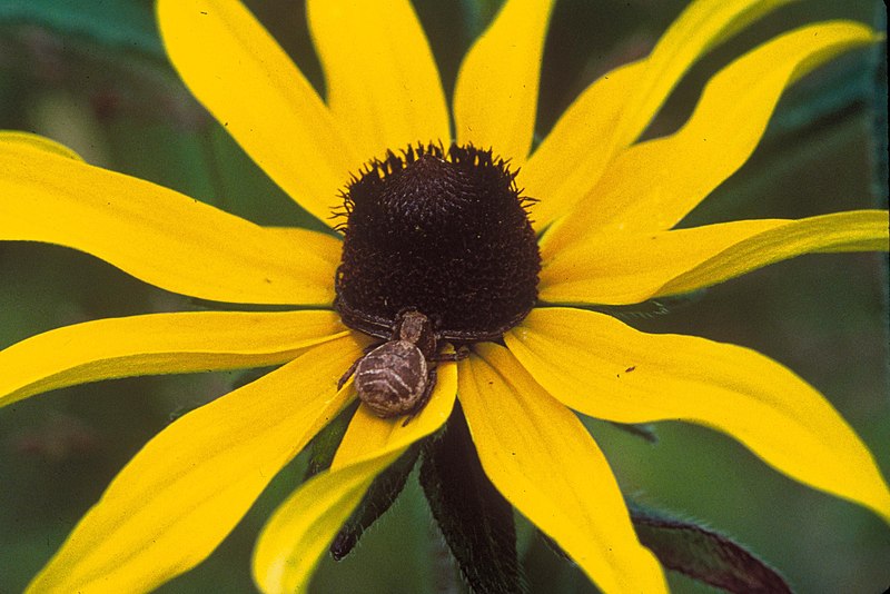 File:Black eyed susan macro.jpg