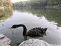 北京大學未名湖畔的黑天鵝