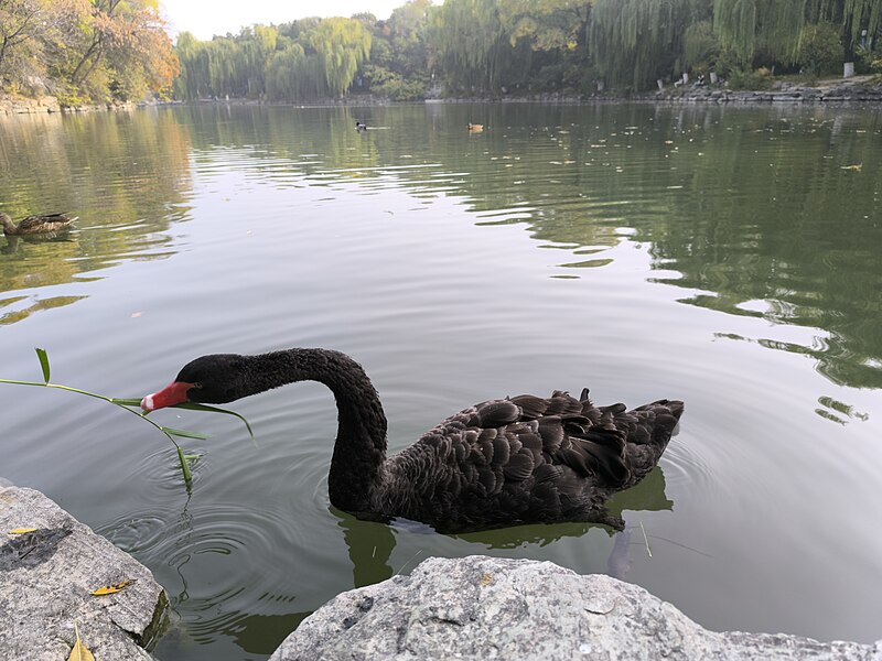 File:Black swan in Weiming Lake PKU 15.jpg