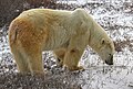 Blakava the polar bear (6355792313).jpg