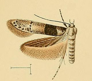 <i>Blastobasis velutina</i> Moth species in genus Blastobasis