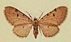 Bleached Pug Moths of the British Isles.jpg