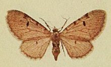 Bleached Pug Moths of the British Isles.jpg