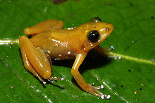 <i>Blommersia angolafa</i> Species of amphibian