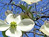 Гүлденген Dogwood