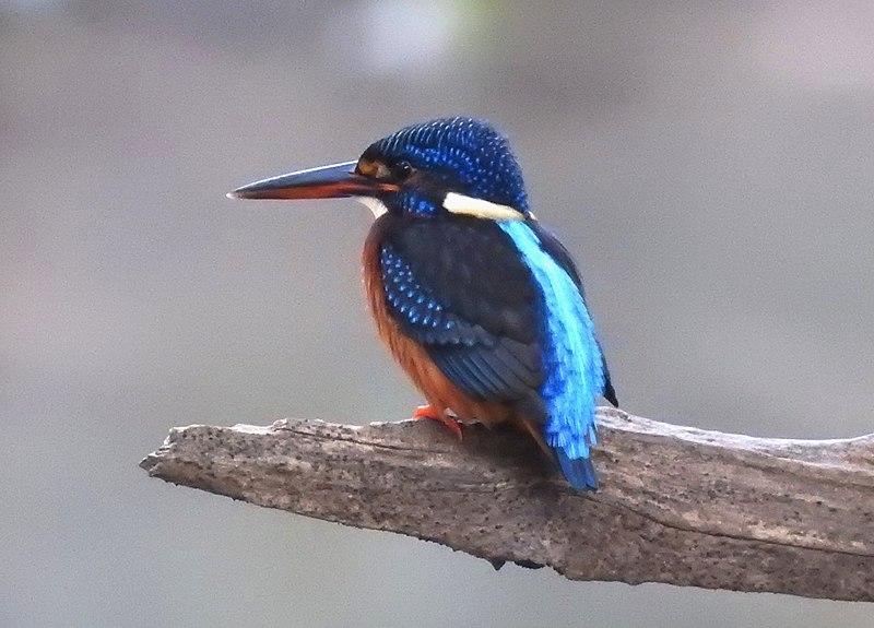 File:Blue-eared Kingfisher Alcedo meninting by Dr. Raju Kasambe DSCN1001 (4).jpg