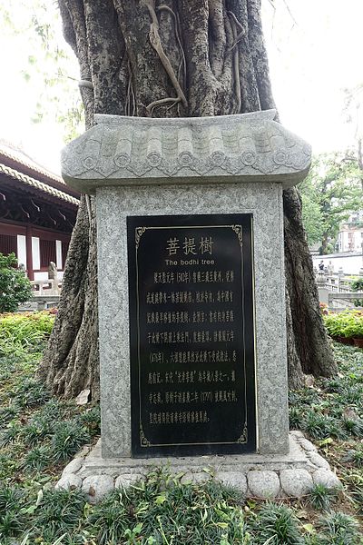 File:Bodhi tree, Guangxiao Temple, picture1.jpg