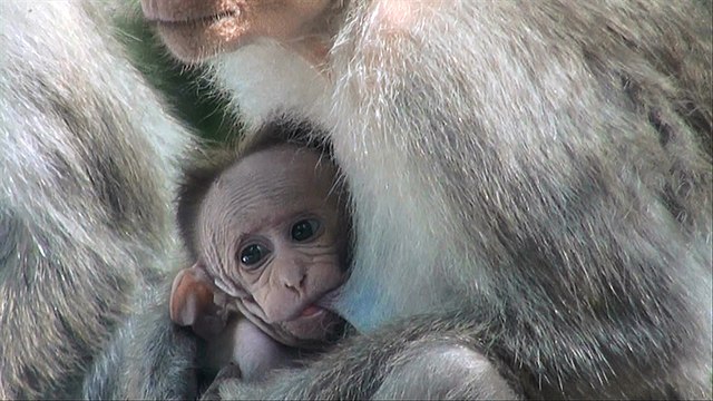 File:Bonnet Macaque Mother Breastfeeding Baby Macaque.jpg - Wikipedia