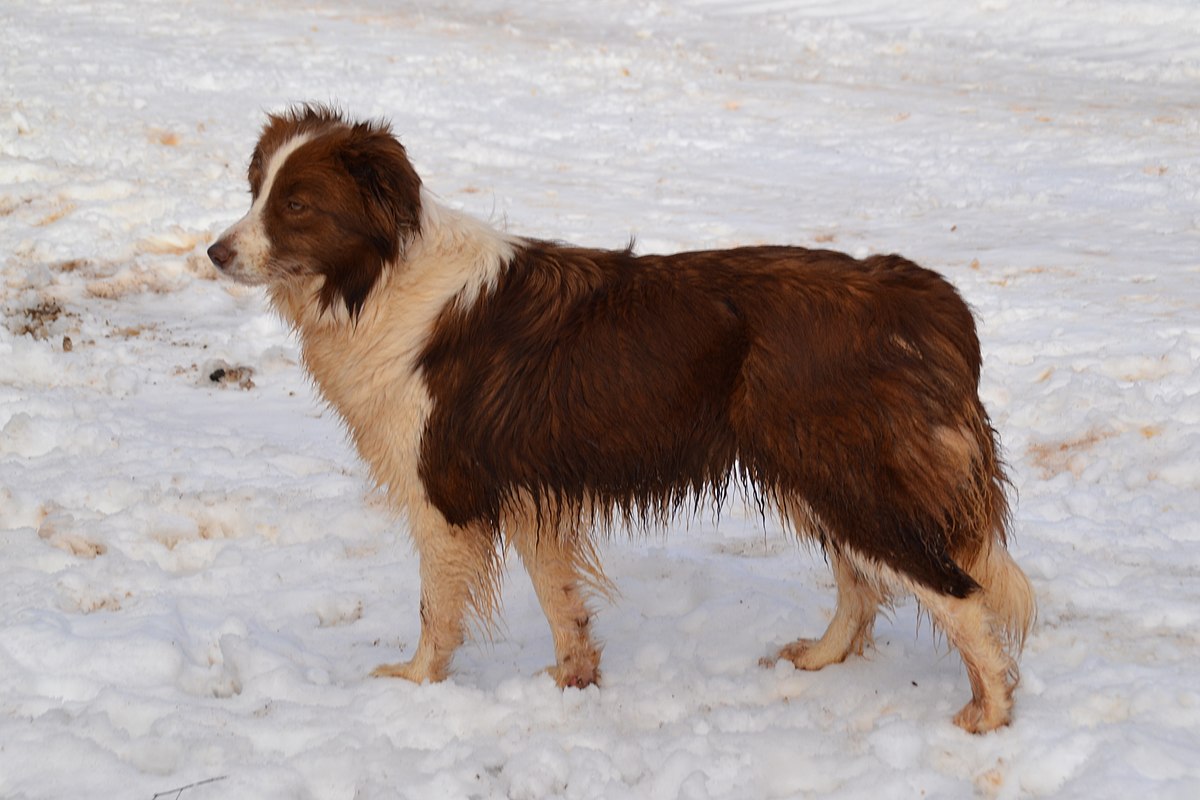 Border Collie - Wikipedia