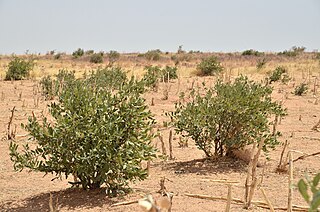 <span class="mw-page-title-main">Damagaram Takaya Department</span> Department in Zinder Region, Niger