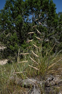 Bouteloua radicosa.jpg