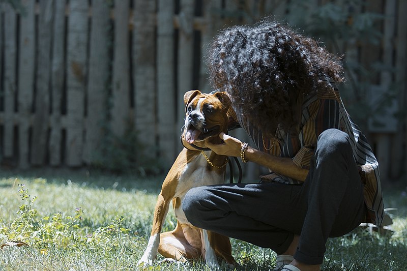 File:Boxer (dog) In Iran, Mostafa Meraji 10.jpg