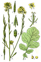 The black mustard plant. Brassica nigra Sturm38.jpg