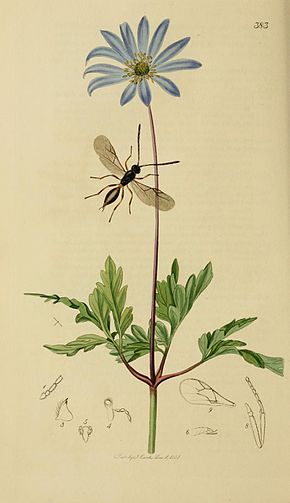 Beskrivelse av Britishentomologyvolume3Plate383.jpg image.