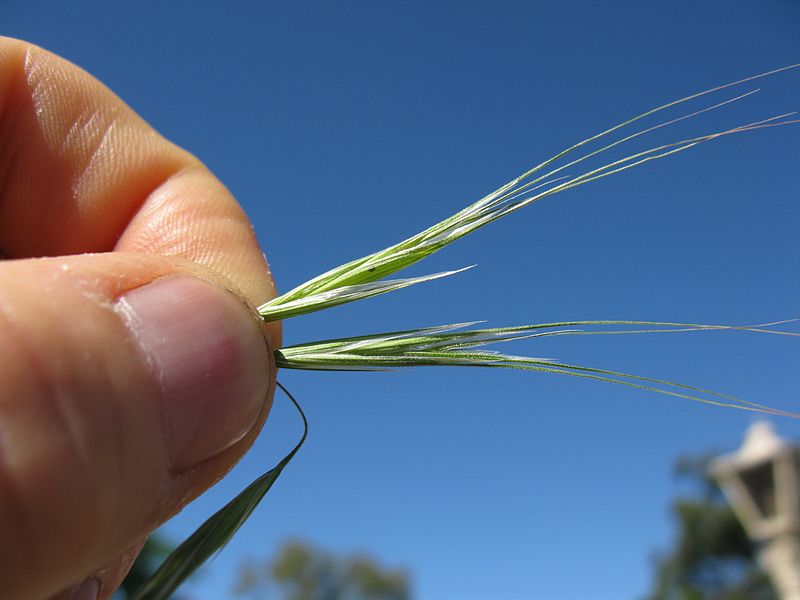 File:Bromus diandrus spikelet3 (6920541044).jpg