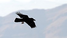 Esemplare in volo sul Negev.