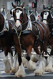 Vista de uma equipe de quatro cavalos em um ambiente urbano.