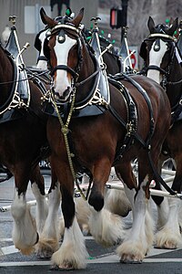 The Budweiser Clydesdales, mascots of the U.S. beer brand Budweiser; its parent company Anheuser-Busch frequently advertises during the Super Bowl, and have won USA Today's annual Super Bowl ad survey 14 times in its history. Budweiser Clydesdales Boston.jpg