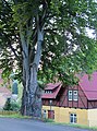 Čeština: Památný strom - buk lesní (Fagus sylvatica), Bečov nad Teplou, okres Karlovy Vary (ČR) English: Famous tree - Fagus sylvatica, Bečov nad Teplou in Karlovy Vary District (Czech Republic)