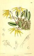 Bulbophyllum muscicola