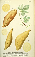 Vignette pour Cultivar de patates douces