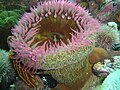Thumbnail for Sandy anemone