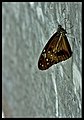 Bướm Euploea core là một loài bướm không ăn được. Nó thường hay bị các loài bướm khác bắt chước