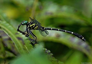 <i>Burmagomphus cauvericus</i> Species of dragonfly