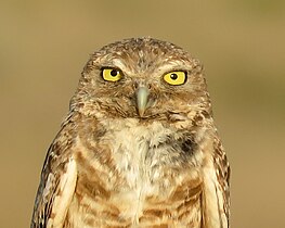 Wild burrowing owl near Santa Fe, New Mexico
