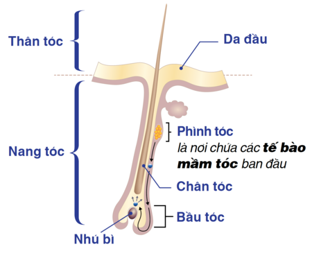 Tế bào mầm tóc