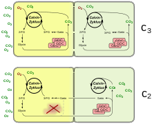 In C2 plants, the mitochondria of mesophyll cells have no glycine decarboxylase (GDC). C2 Photosynthesis.svg