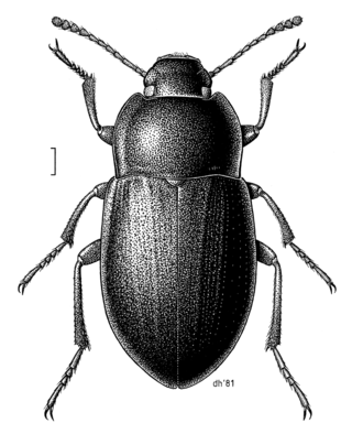 <i>Mimopeus elongatus</i> Species of beetle