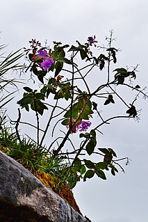 <i>Pleroma pereirae</i> Species of flowering plant