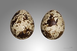 Coturnix coturnix (Common Quail), egg