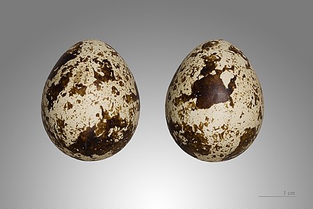 Caille des blés MHNT.jpg