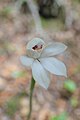 Caladenia minor New Zealand - Canterbury Aoraki Mt. Cook Village