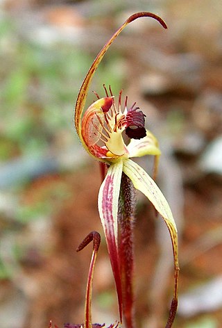 <i>Caladenia williamsiae</i> Species of orchid