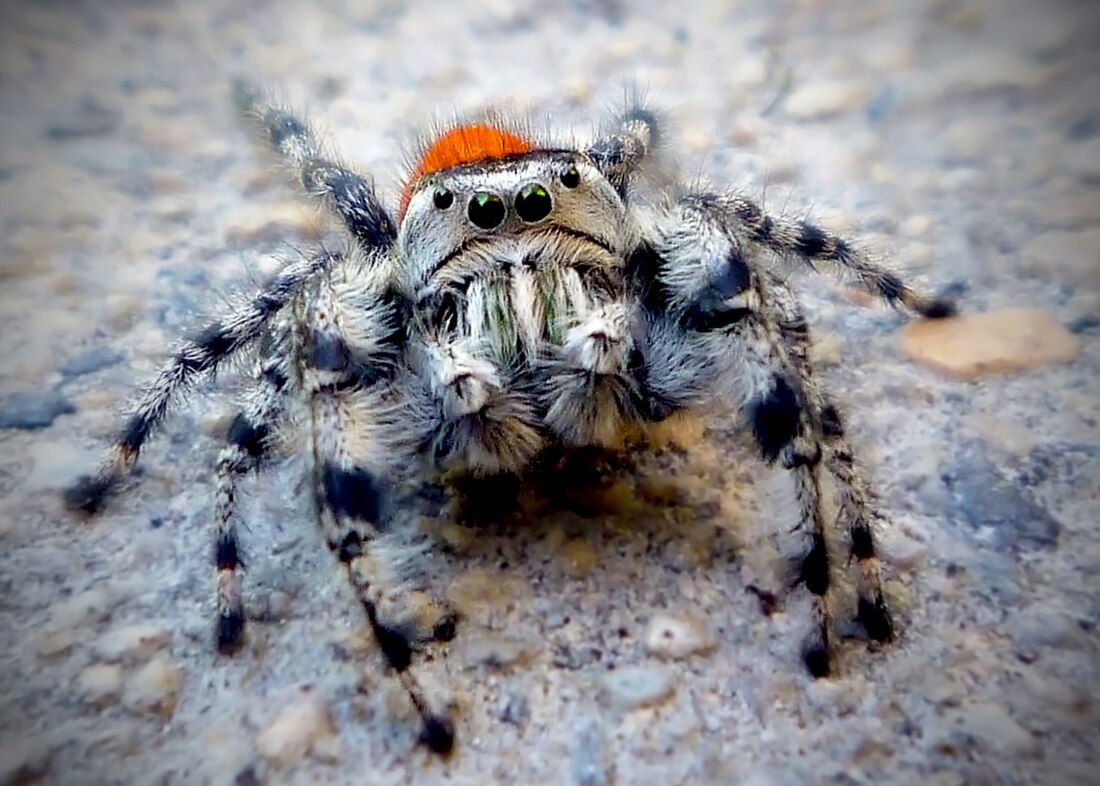 Phidippus adumbratus