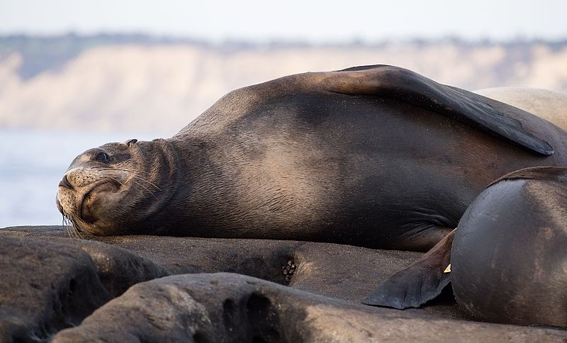 File:California sea lions in La Jolla (70516).jpg