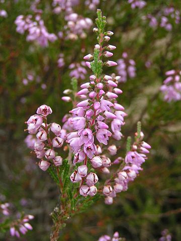 360px-Calluna_vulgaris_s.jpg