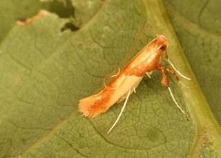 <i>Caloptilia alchimiella</i> Species of moth