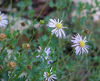 <i>Calotis</i> Genus of flowering plants
