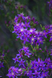 <i>Calytrix leschenaultii</i> Species of flowering plant