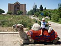 Camel Jockey at the Site of the Mausoleum of Khoja Ahmed Yasawi (7519832650).jpg