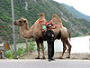 Camel in Sichuan China.jpg