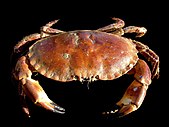 A stocky crab with large claws.