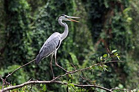 Cangak abu (Ardea cinerea)