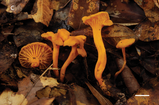 <i>Cantharellus parvoflavus</i> Species of fungus