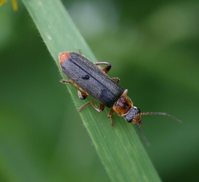 File:Cantharis cf. nigricans - Flickr - S. Rae.jpg